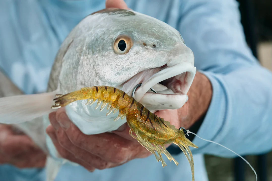 Nomad Live Ops Tideline Shrimp Rigged