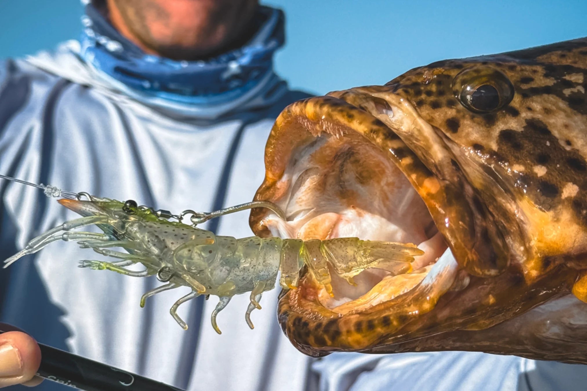 Nomad Live Ops Sumo Shrimp Rigged