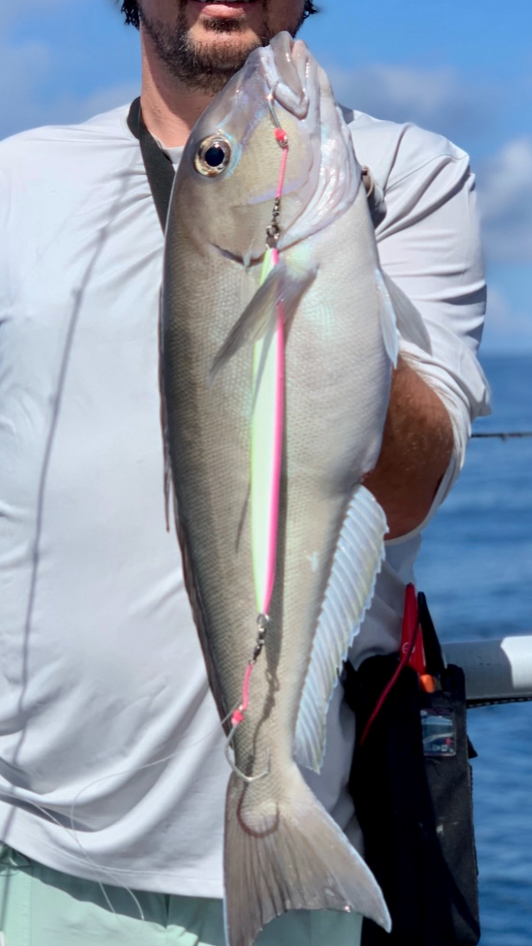 Blueline Tilefish Slow Pitch Jigging