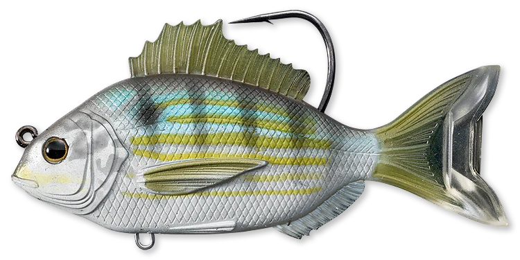 Live Target PinFish